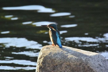 Common Kingfisher 猪名川 Thu, 10/15/2020