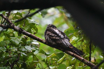 Grey Nightjar Unknown Spots Thu, 10/8/2020