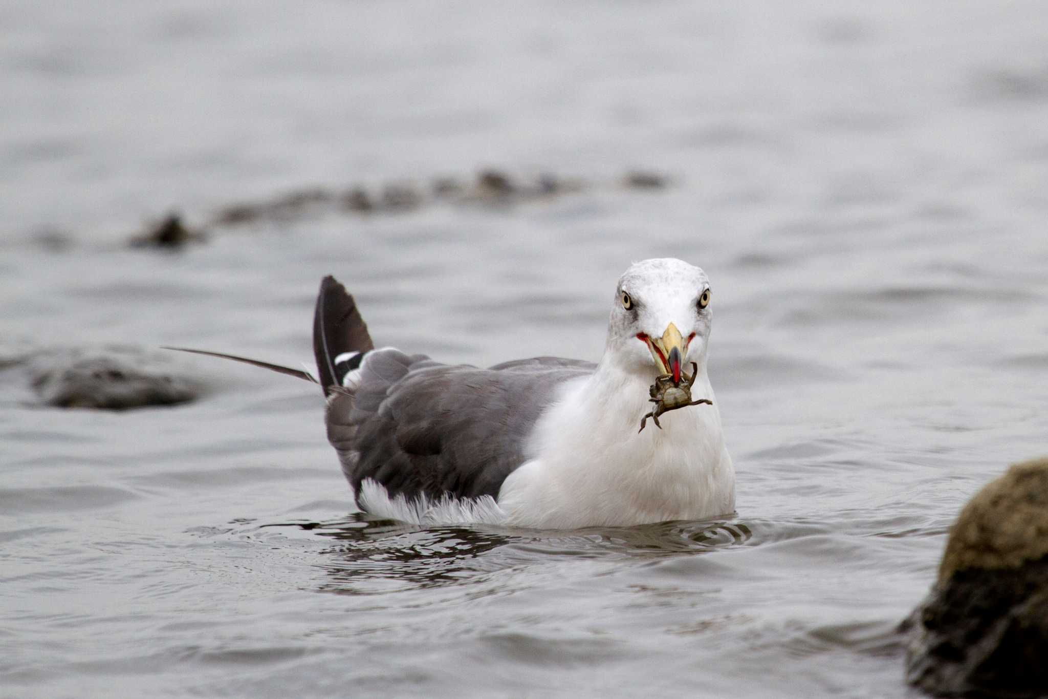 Photo of Slaty-backed Gull at Kasai Rinkai Park by 洪源