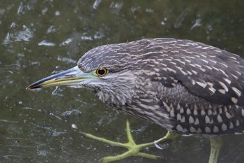 ゴイサギ 葛西臨海公園 2020年10月11日(日)