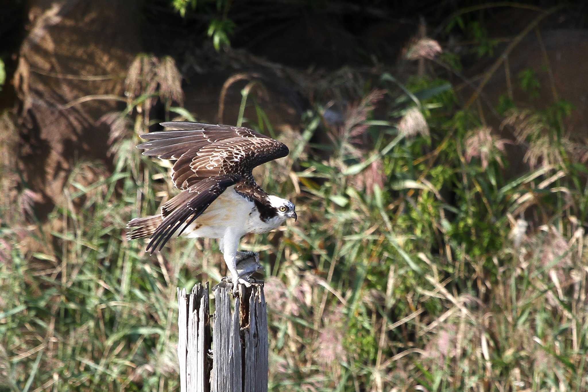 Photo of Osprey at Kasai Rinkai Park by 洪源