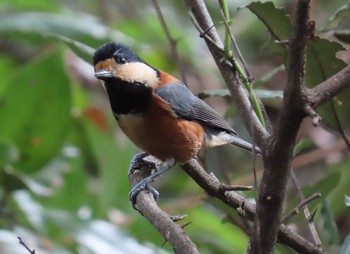 Varied Tit Kasai Rinkai Park Sun, 10/11/2020