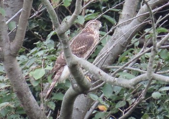 Eurasian Goshawk Kasai Rinkai Park Sun, 10/11/2020