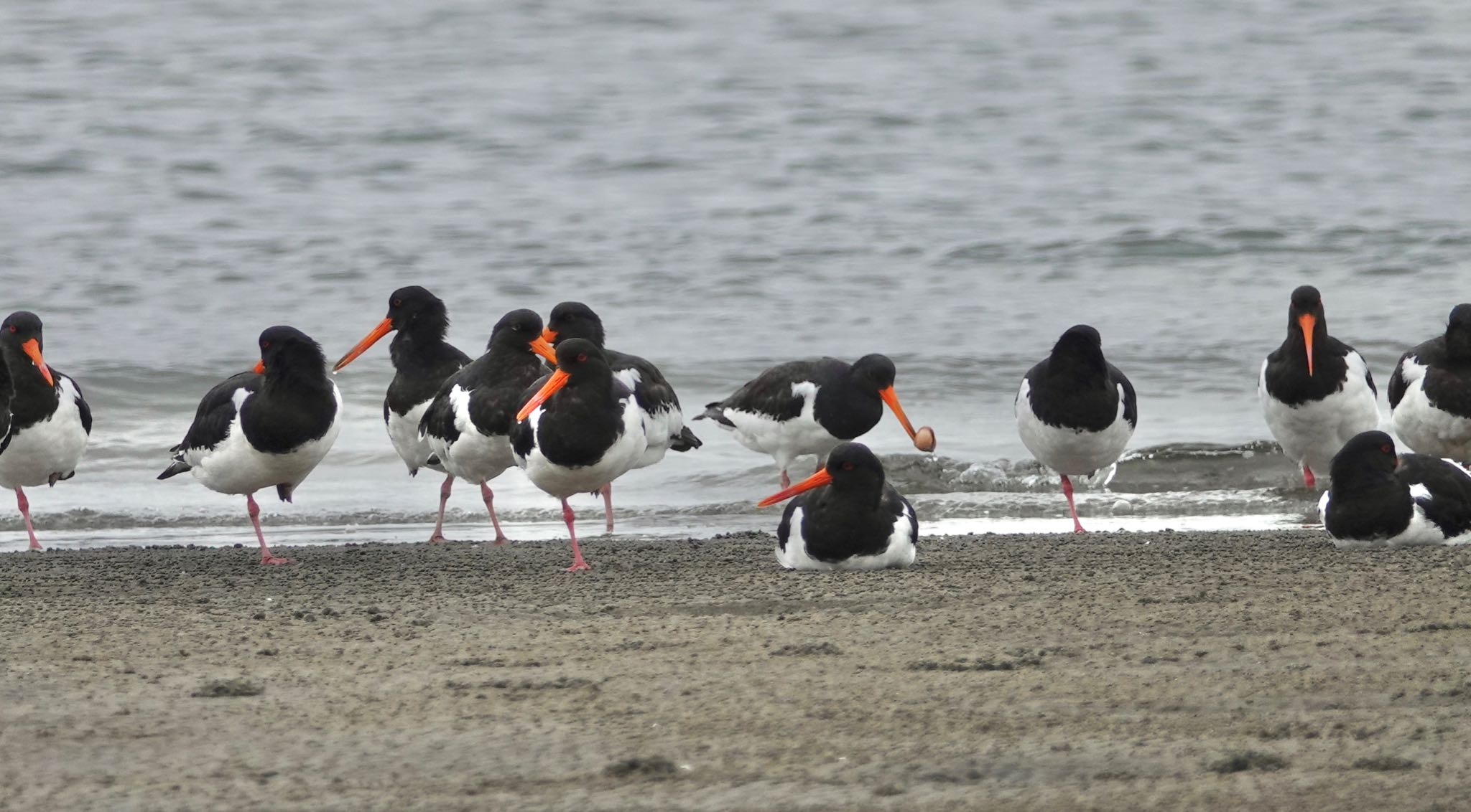 ふなばし三番瀬海浜公園 ミヤコドリの写真 by のどか