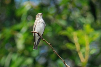 Grey-streaked Flycatcher 馬見丘陵公園 Tue, 10/13/2020