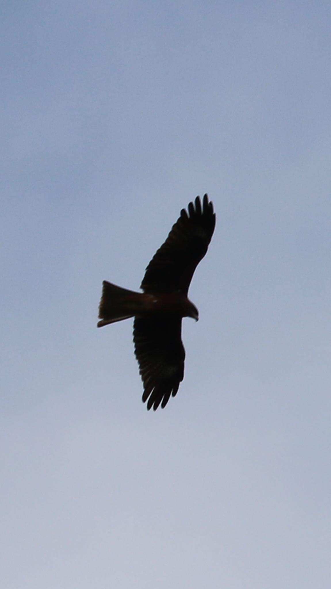 大麻生野鳥の森公園 トビの写真