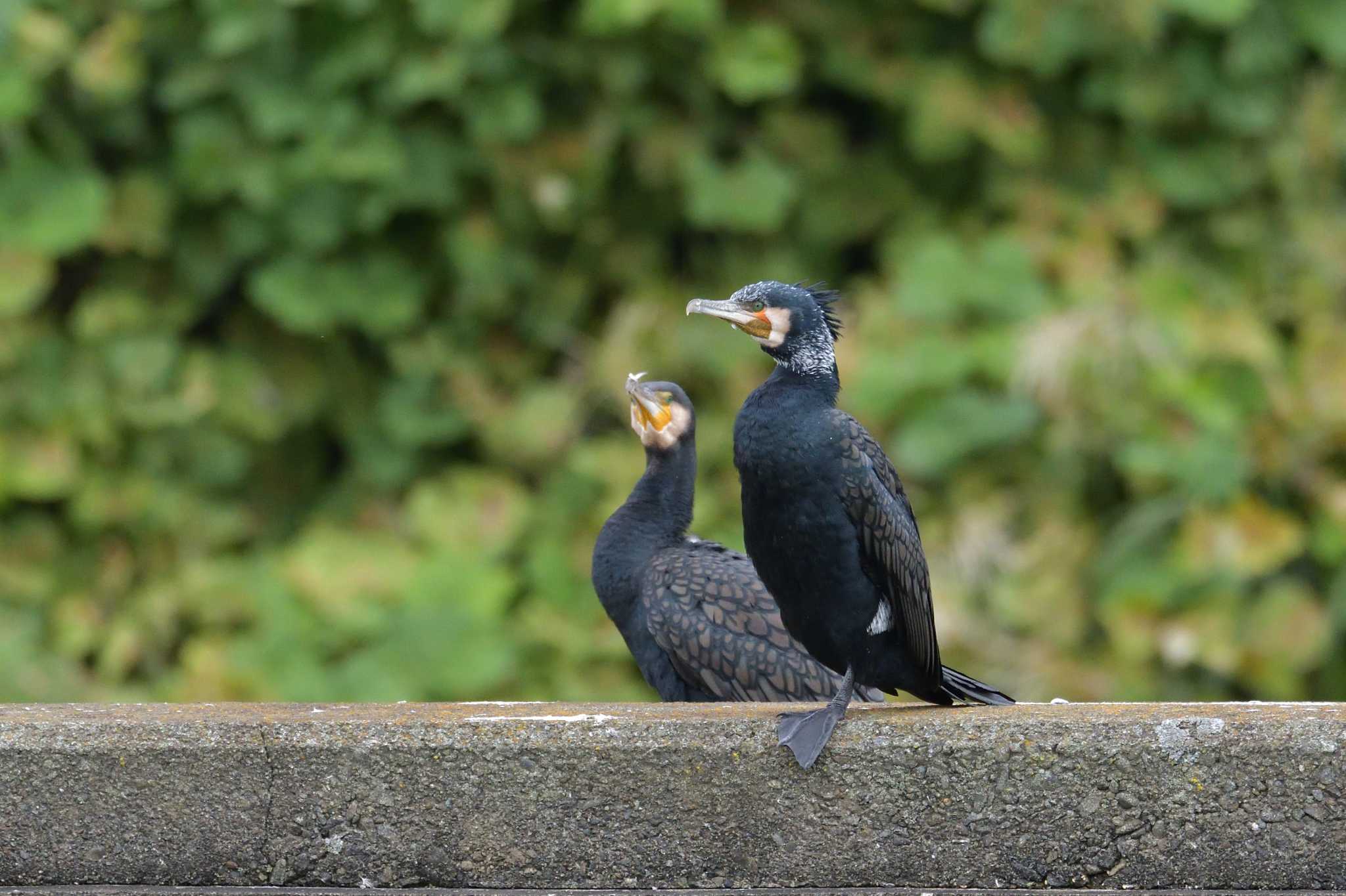 身近な鳥をちゃんと撮る