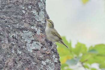 Unknown Species 甲山森林公園 Wed, 10/14/2020