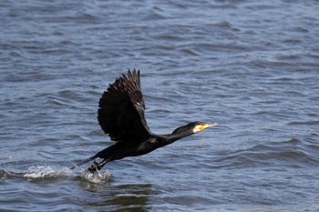 Japanese Cormorant Kasai Rinkai Park Thu, 6/4/2015