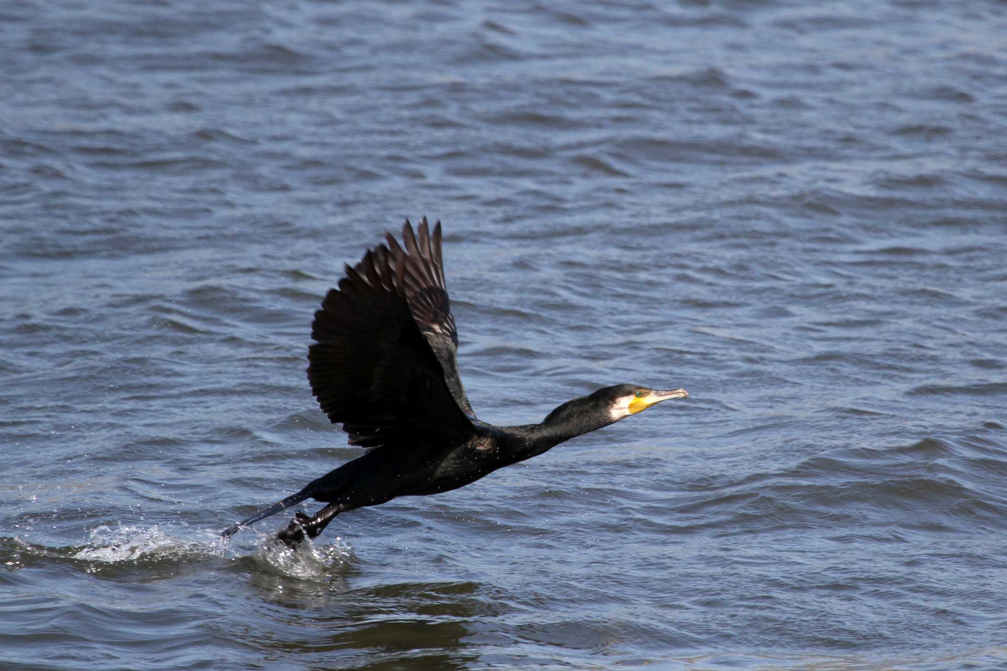 Photo of Japanese Cormorant at Kasai Rinkai Park by 洪源