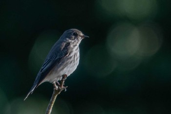 Grey-streaked Flycatcher Nara Park Mon, 10/12/2020