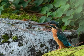 Common Kingfisher Nara Park Mon, 10/12/2020