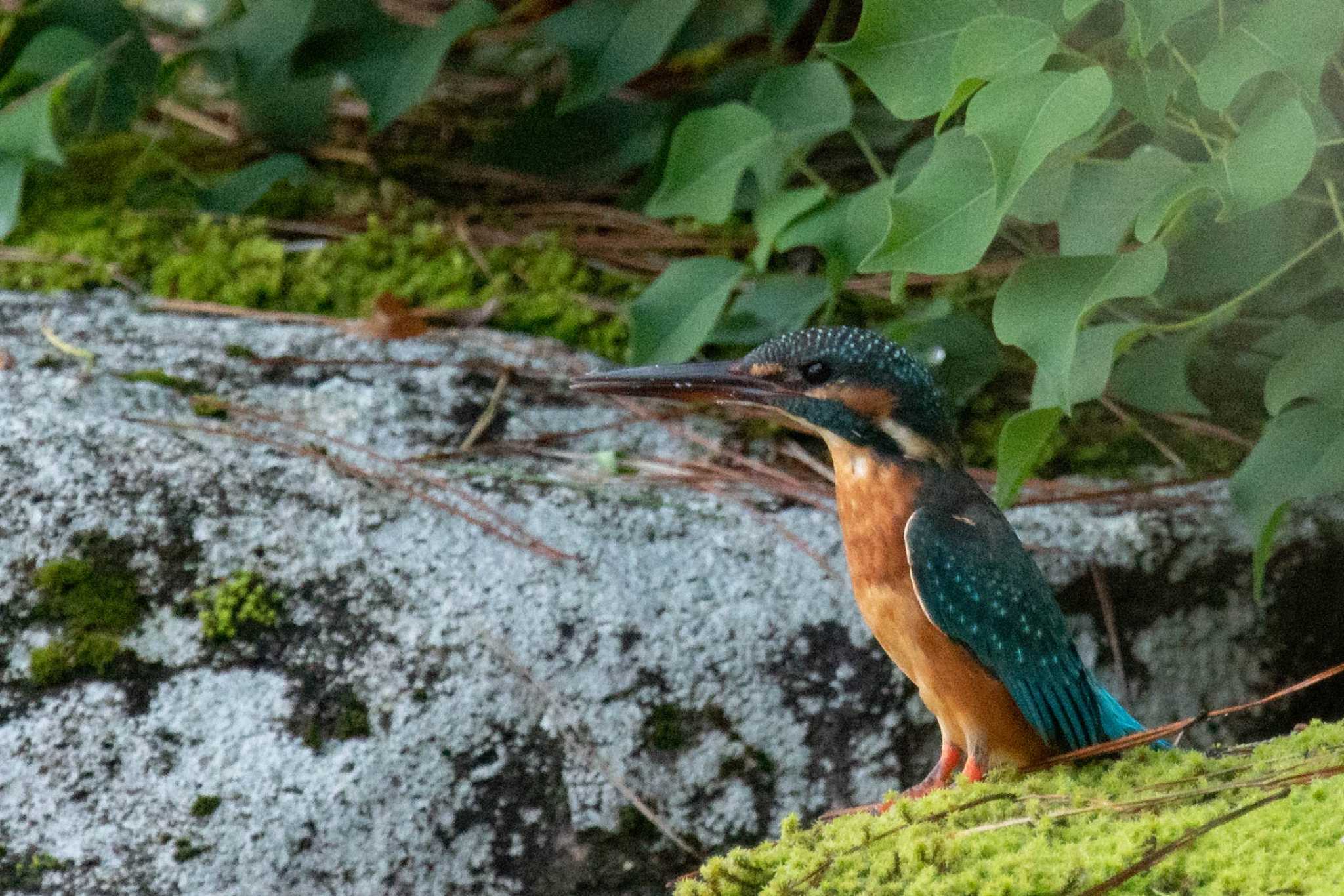 奈良公園 カワセミの写真