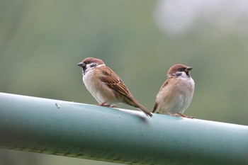 Eurasian Tree Sparrow 金井公園 Fri, 10/16/2020