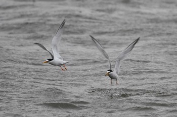 Little Tern Kasai Rinkai Park Tue, 6/2/2015