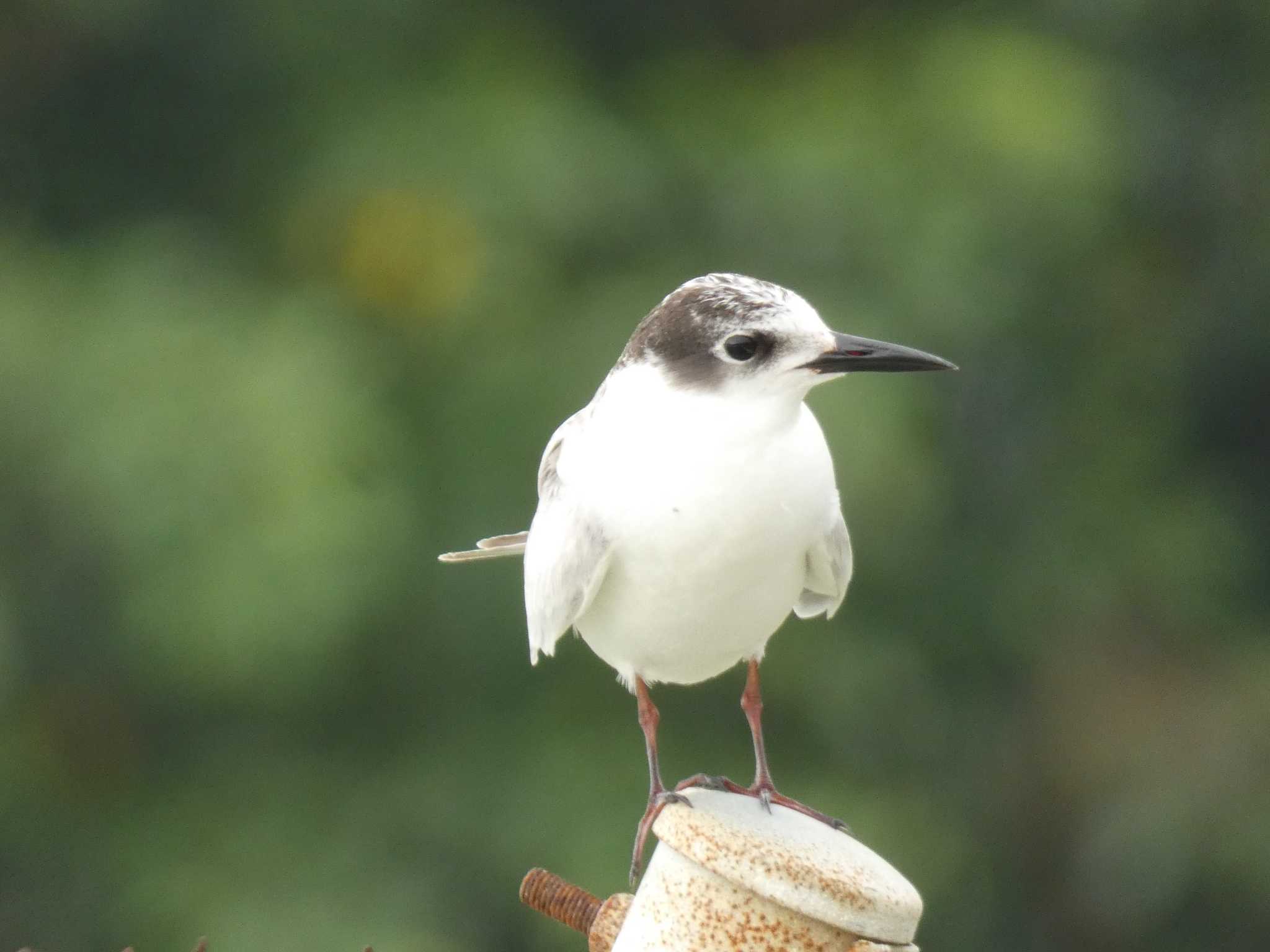 与論 クロハラアジサシの写真