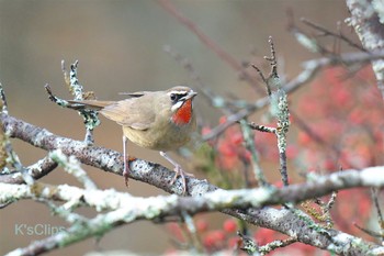 ノゴマ 栃木県 2020年10月7日(水)