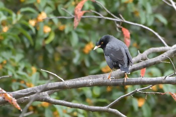 Crested Myna 金井公園 Fri, 10/16/2020