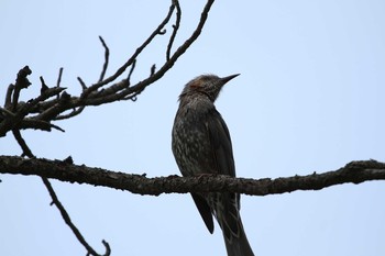 Brown-eared Bulbul 金剛　巌門 Sat, 5/14/2016