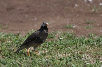 White-cheeked Starling 市川　曽谷 Sun, 5/31/2015