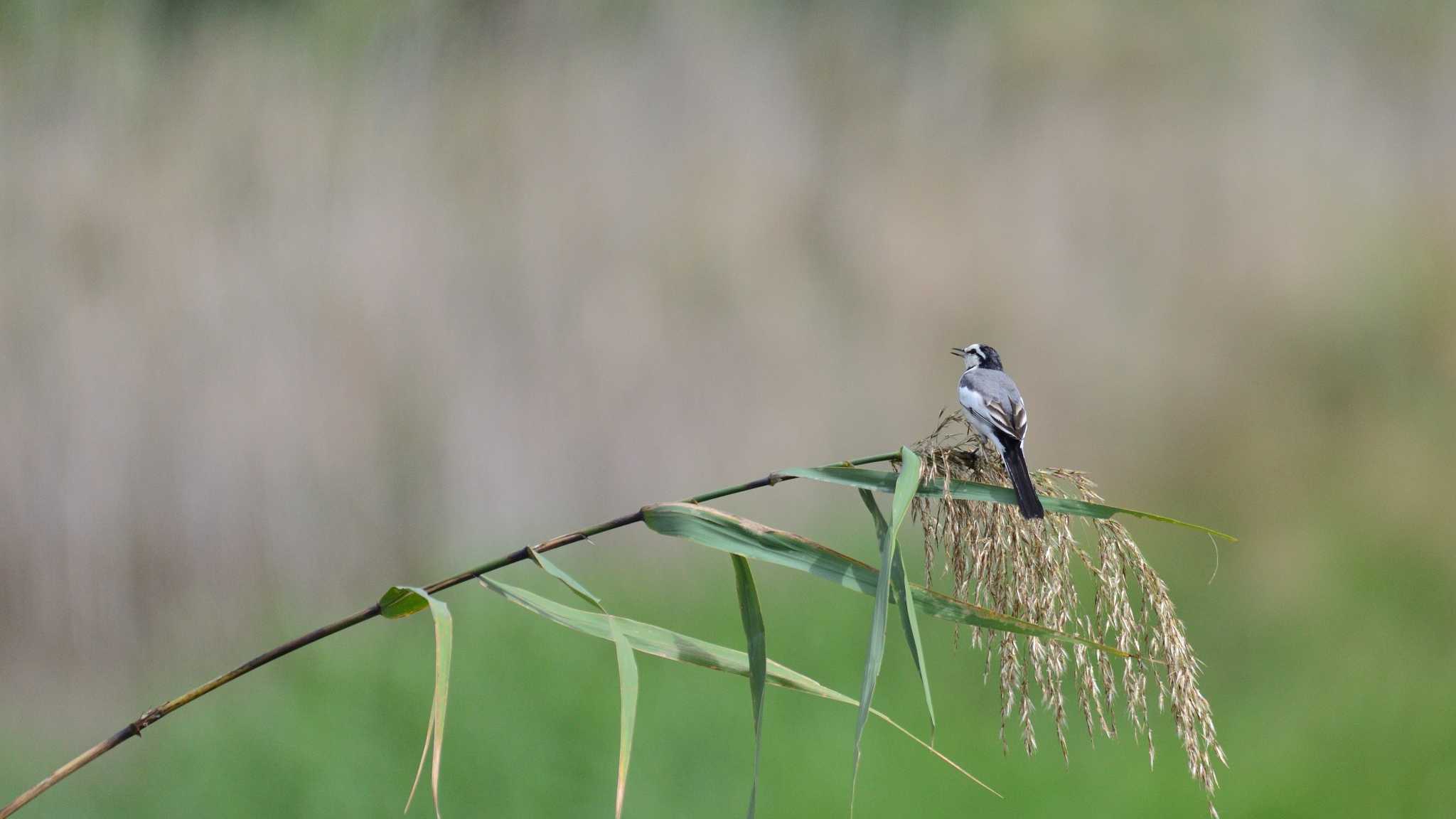 東京港野鳥公園 ハクセキレイの写真 by 80%以上は覚えてないかも