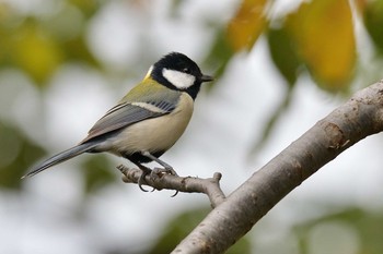 Japanese Tit 金井公園 Fri, 10/16/2020