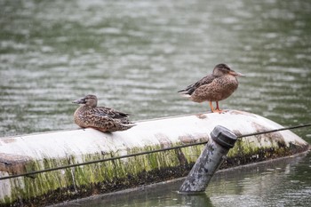 Thu, 10/15/2020 Birding report at Shinobazunoike