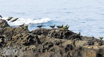 アオバト 大磯照ヶ崎海岸 2016年7月28日(木)