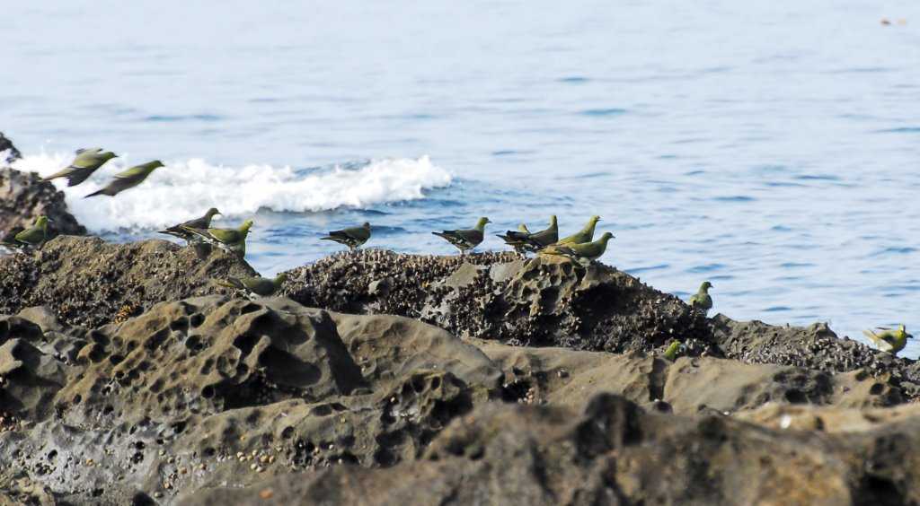 大磯照ヶ崎海岸 アオバトの写真