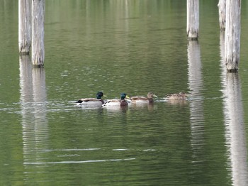 マガモ 葛西臨海公園 2020年10月16日(金)