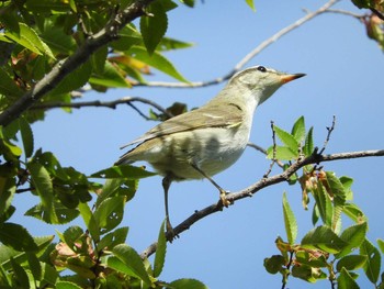 Sakhalin Leaf Warbler Unknown Spots Fri, 10/16/2020