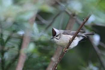 Taiwan Yuhina 阿里山国家森林遊楽区 Sun, 7/17/2016