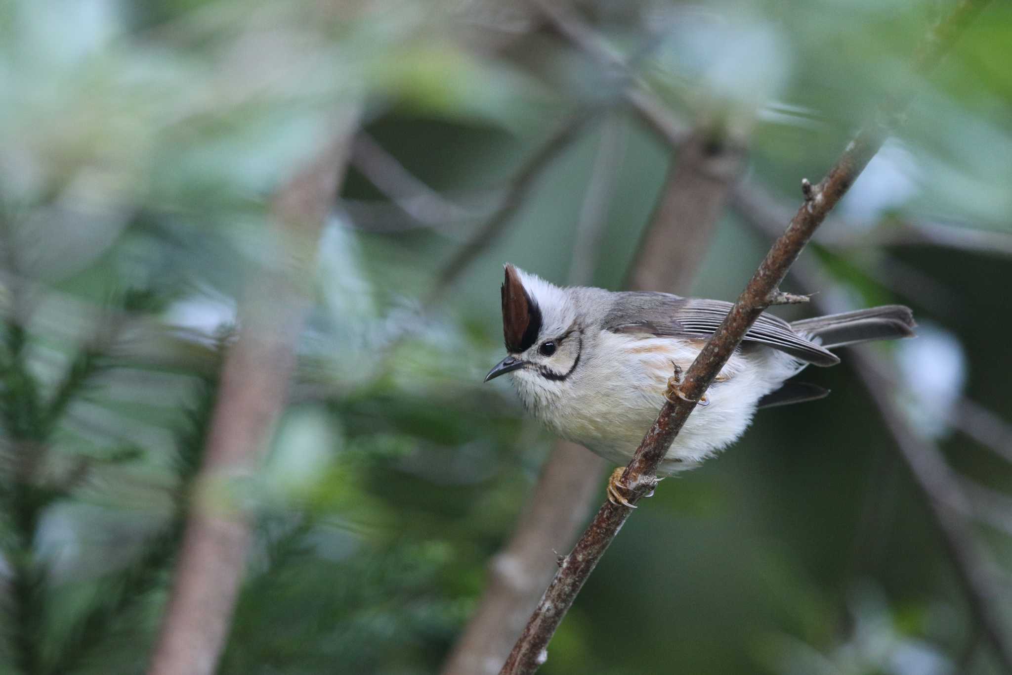 Photo of Taiwan Yuhina at 阿里山国家森林遊楽区 by Trio