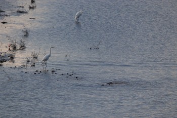 ダイサギ 長流川 2020年10月17日(土)