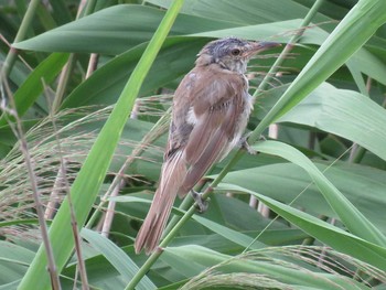 Oriental Reed Warbler 名古屋市緑区要池 Sat, 7/30/2016