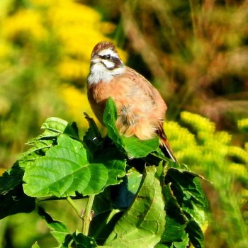 Meadow Bunting 稲佐山公園 Mon, 10/12/2020