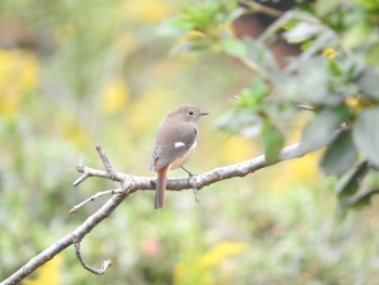 Daurian Redstart 稲佐山公園 Fri, 10/16/2020