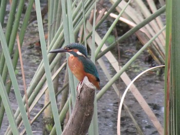 Common Kingfisher 名古屋市緑区要池 Sat, 7/30/2016