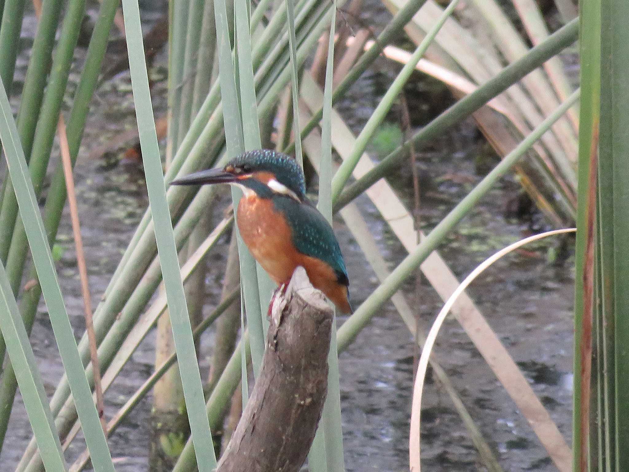 Photo of Common Kingfisher at 名古屋市緑区要池 by Mysteriously Unnamed