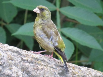 Grey-capped Greenfinch 名古屋市緑区要池 Sat, 7/30/2016