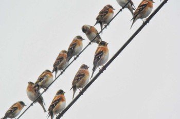 Brambling 西谷の森公園 Sat, 10/17/2020