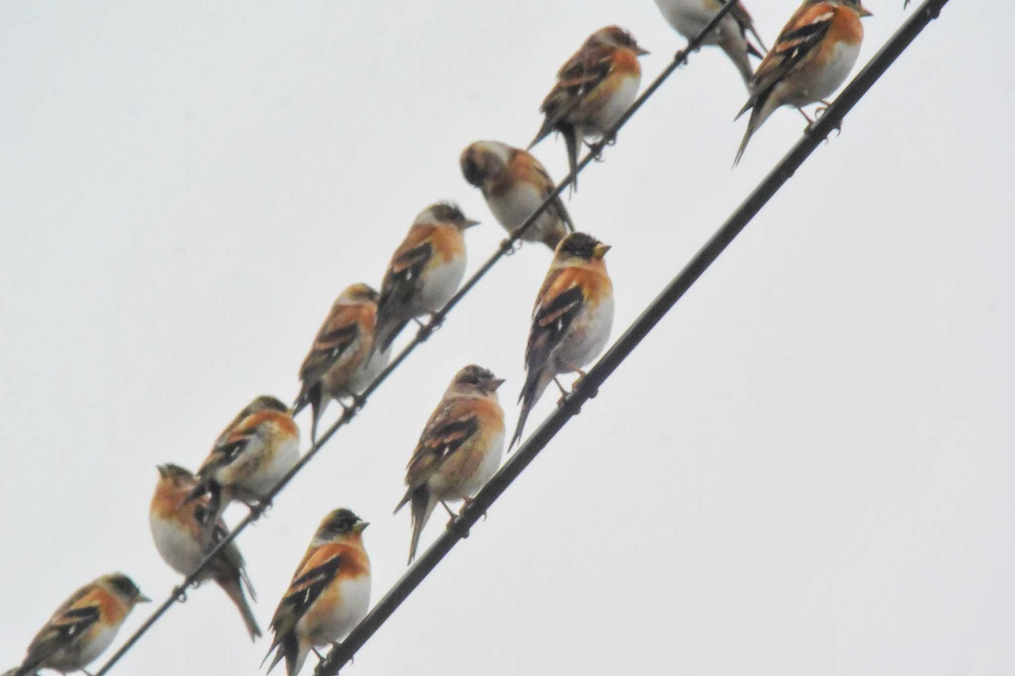 Photo of Brambling at 西谷の森公園 by Daguchan