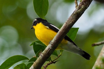 Yellow-rumped Flycatcher Singapore Botanic Gardens Sat, 10/17/2020