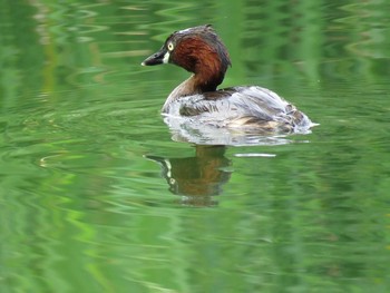 Little Grebe 名古屋市緑区新海池 Sat, 7/30/2016