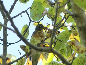 2020年10月17日(土) 野幌森林公園の野鳥観察記録