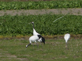 2020年10月17日(土) 舞鶴遊水地の野鳥観察記録