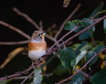 Brambling Unknown Spots Wed, 10/14/2020