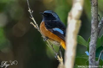 Daurian Redstart 福岡県遠賀郡 Sat, 10/17/2020