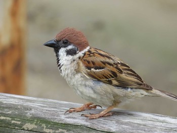 Eurasian Tree Sparrow 東山動物園(こども動物園) Tue, 6/28/2016