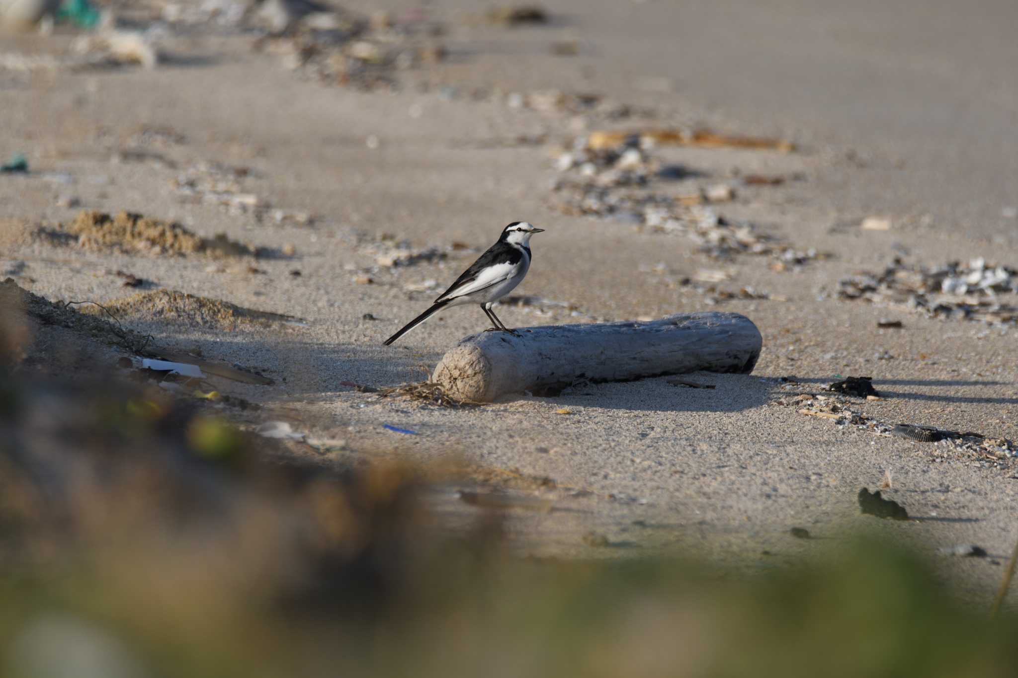 Photo of White Wagtail at Mishima Island by じゃら